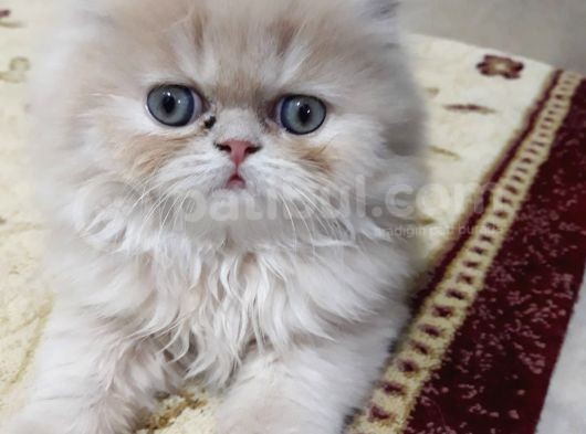 Pamuk Şeker Yavrularimiz