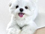 Teacup Sıfır Numara Orjinal Beyaz Maltese Terrier Kore Terrier