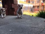 Pitbull Scrli̇  Hastasına Gamedog