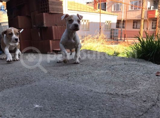 Pitbull Scrli̇  Hastasına Gamedog görsel