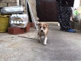 Pitbull SCRLİ  Hastasına Gamedog