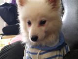 2.5 Aylık Dişi A Kalite Samoyed Bütün Esyalariyla