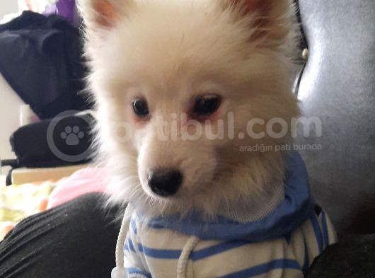2.5 Aylık Dişi A Kalite Samoyed Bütün Esyalariyla