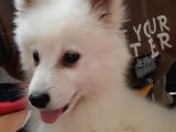2.5 Aylık Dişi A Kalite Samoyed Bütün Esyalariyla