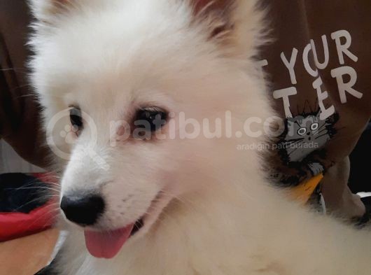2.5 Aylık Dişi A Kalite Samoyed Bütün Esyalariyla görsel