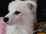 2.5 Aylık Dişi A Kalite Samoyed Bütün Esyalariyla