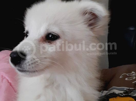 2.5 Aylık Dişi A Kalite Samoyed Bütün Esyalariyla görsel