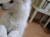2.5 Aylık Dişi A Kalite Samoyed Bütün Esyalariyla