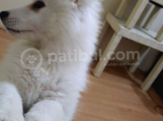 2.5 Aylık Dişi A Kalite Samoyed Bütün Esyalariyla görsel