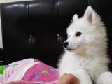 2.5 Aylık Dişi A Kalite Samoyed Bütün Esyalariyla