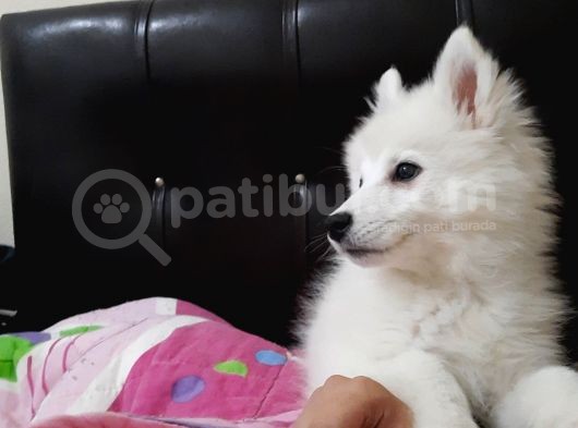 2.5 Aylık Dişi A Kalite Samoyed Bütün Esyalariyla görsel