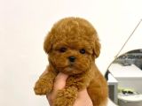 Mini Safkan Red Brownn Toy Poodle Yavrularimiz