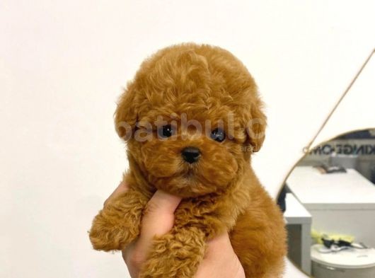 Mini Safkan Red Brownn Toy Poodle Yavrularimiz görsel