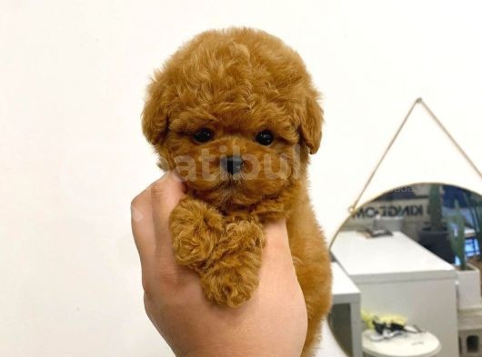 Mini Safkan Red Brownn Toy Poodle Yavrularimiz görsel
