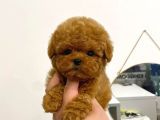 Mini Safkan Red Brownn Toy Poodle Yavrularimiz