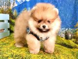 Teddy Face Pomeranian Boo Yavrularımız