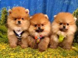 Teddy Face Pomeranian Boo Yavrularımız