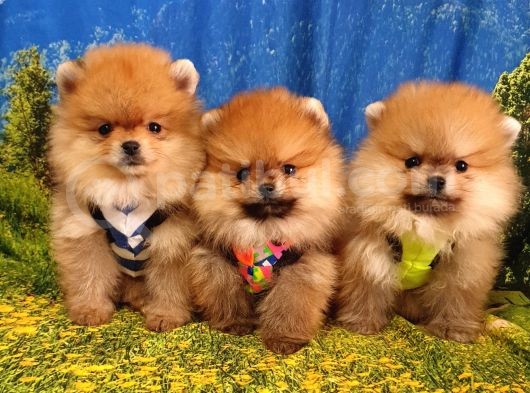 Teddy Face Pomeranian Boo Yavrularımız görsel