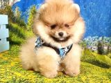 Teddy Face Pomeranian Boo Yavrularımız