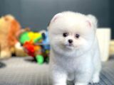 Yeni Gelen Tedybear Pomeranian Yavrularımız