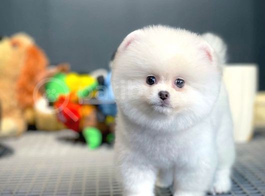 Yeni Gelen Tedybear Pomeranian Yavrularımız görsel