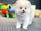 Yeni Gelen Tedybear Pomeranian Yavrularımız