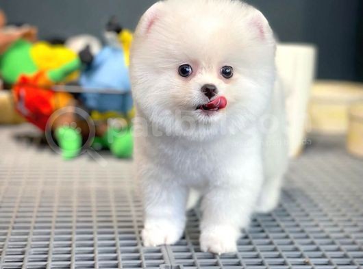 Yeni Gelen Tedybear Pomeranian Yavrularımız