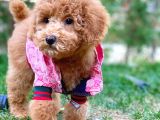 Toy Poodle Yavrularımız