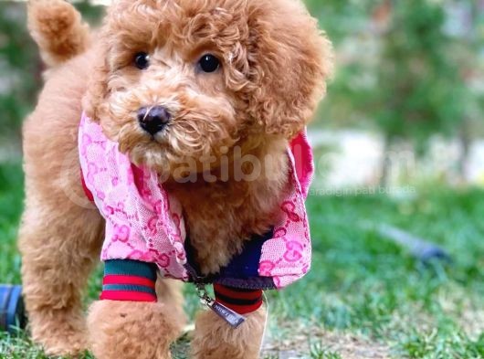 Toy Poodle Yavrularımız görsel