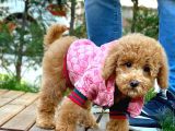 Toy Poodle Yavrularımız