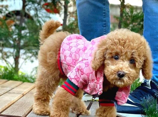 Toy Poodle Yavrularımız görsel