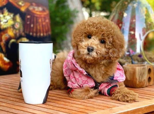Toy Poodle Yavrularımız görsel