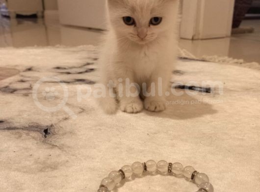 Scoti̇sh Fold 60 Günlük görsel