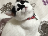 Canımız Kedimiz Şilamız Kayıp