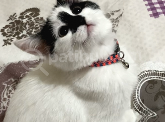 Canımız Kedimiz Şilamız Kayıp