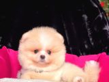 Safkan Pomeranian Boo Yavrularımız