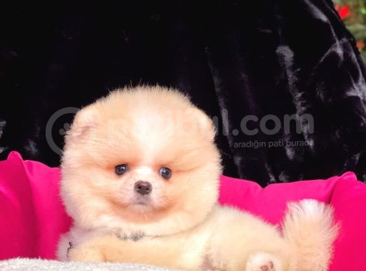 Safkan Pomeranian Boo Yavrularımız görsel