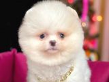 Safkan Pomeranian Boo Yavrularımız