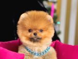 Safkan Pomeranian Boo Yavrularımız