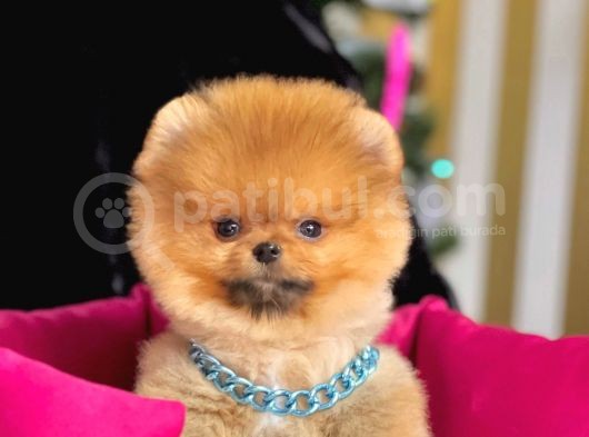 Safkan Pomeranian Boo Yavrularımız görsel