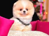 Safkan Pomeranian Boo Yavrularımız