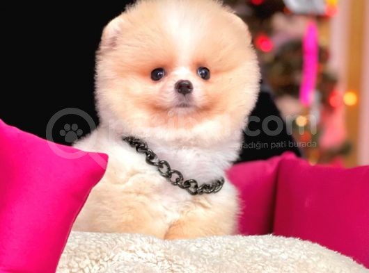 Safkan Pomeranian Boo Yavrularımız görsel
