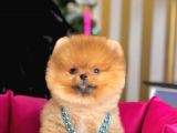Safkan Pomeranian Boo Yavrularımız