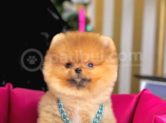 Safkan Pomeranian Boo Yavrularımız görsel