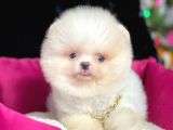 Safkan Pomeranian Boo Yavrularımız