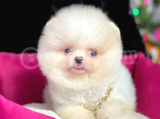 Safkan Pomeranian Boo Yavrularımız görsel