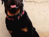 A Kalite Rottweiler Yavruları