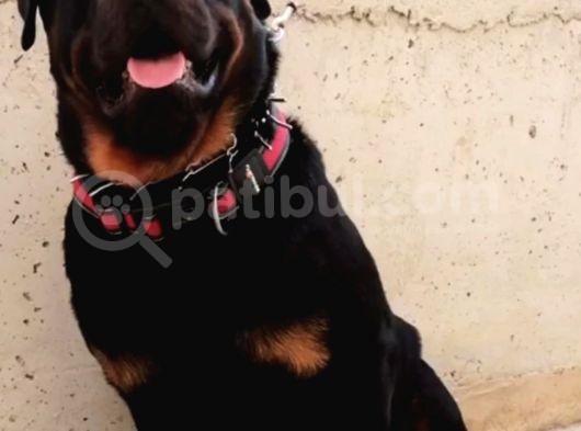 A Kalite Rottweiler Yavruları görsel