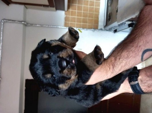 A Kalite Rottweiler Yavruları görsel
