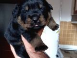 A Kalite Rottweiler Yavruları